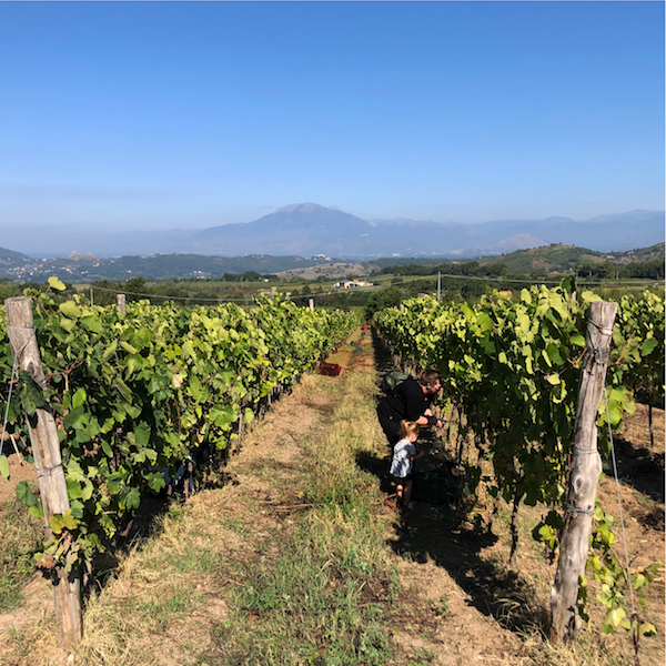 Vignaiolo Per Un Giorno