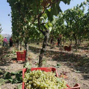 WhatsApp Image 2021-09-10 at 15.31.03 (4)