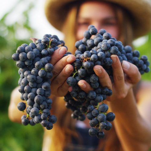 degustazioni-vignaiolo-per-un-giorno